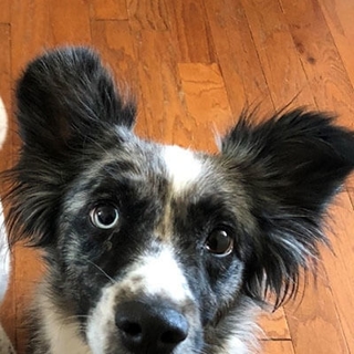 closeup of a gray and white dog